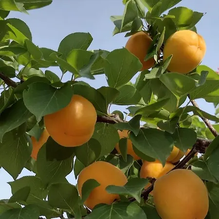 Le Rondini Appartamento