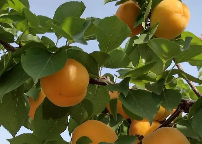 Le Rondini Апартаменты